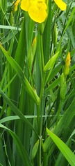 Iris pseudacorus