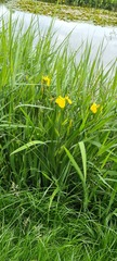 Iris pseudacorus