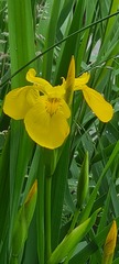 Iris pseudacorus