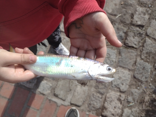 Anchovy (Lycengraulis grossidens) — Engraulidae