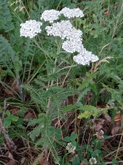 Achillea millefolium