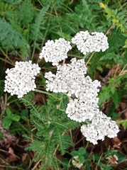 Achillea millefolium