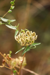 Tragia urticifolia