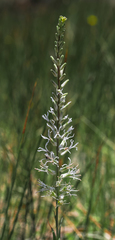 Thelypodium crispum