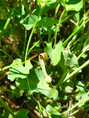 Aristolochia paucinervis