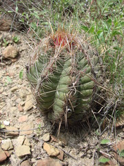 Thelocactus bicolor bicolor