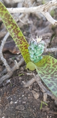 Lachenalia viridiflora