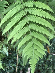 Coryphopteris castanea
