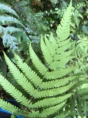 Coryphopteris castanea