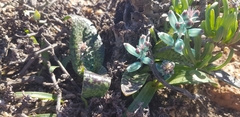 Lachenalia viridiflora