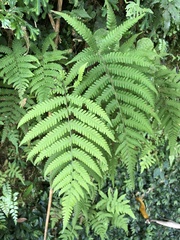Coryphopteris castanea