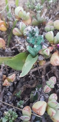 Lachenalia viridiflora