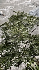 Fraxinus insularis