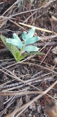 Lachenalia viridiflora