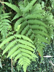 Coryphopteris castanea