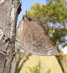 Charaxes brainei