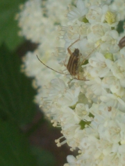 Analeptura