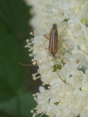 Analeptura