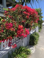Bougainvillea