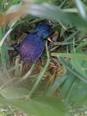 Carabus scabrosus