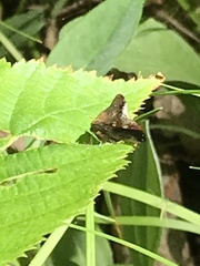 Telamona monticola