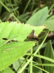 Telamona monticola