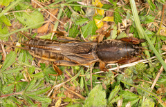 Gryllotalpa vineae