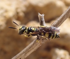 Philanthus pulchellus