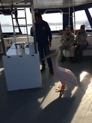 Pelecanus onocrotalus