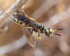 Philanthus pulchellus