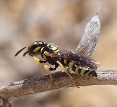 Philanthus pulchellus