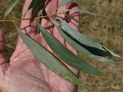 Acacia julifera