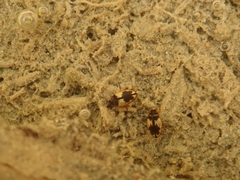 Hydroglyphus geminus