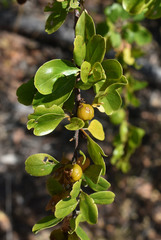 Petalostigma banksii