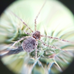 Araneae