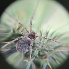 Araneae