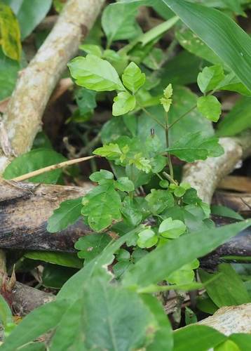 Vitex quinata iNat (2)