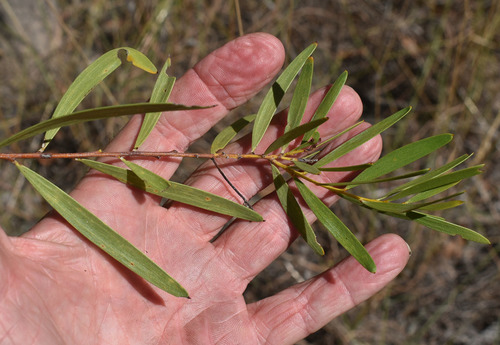 Acacia hammondii observed 2022-04-02