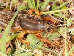 Gryllotalpa vineae
