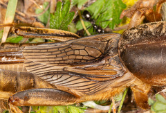 Gryllotalpa vineae
