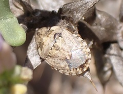 Sciocoris sideritidis