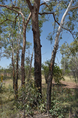 Eucalyptus chartaboma
