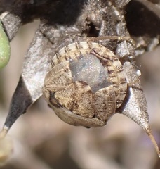 Sciocoris sideritidis