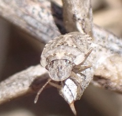 Sciocoris sideritidis