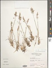 Poa bulbosa vivipara