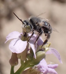 Anthophora bimaculata