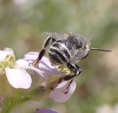 Anthophora bimaculata