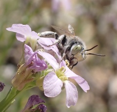 Anthophora bimaculata