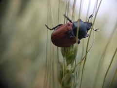 Anisoplia austriaca