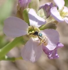 Nomioides minutissimus